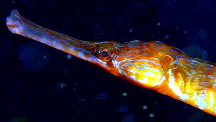 Syngnathus acus_07.jpg